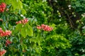 Blooming red horse-chestnut Aesculus Ãâ carnea Royalty Free Stock Photo